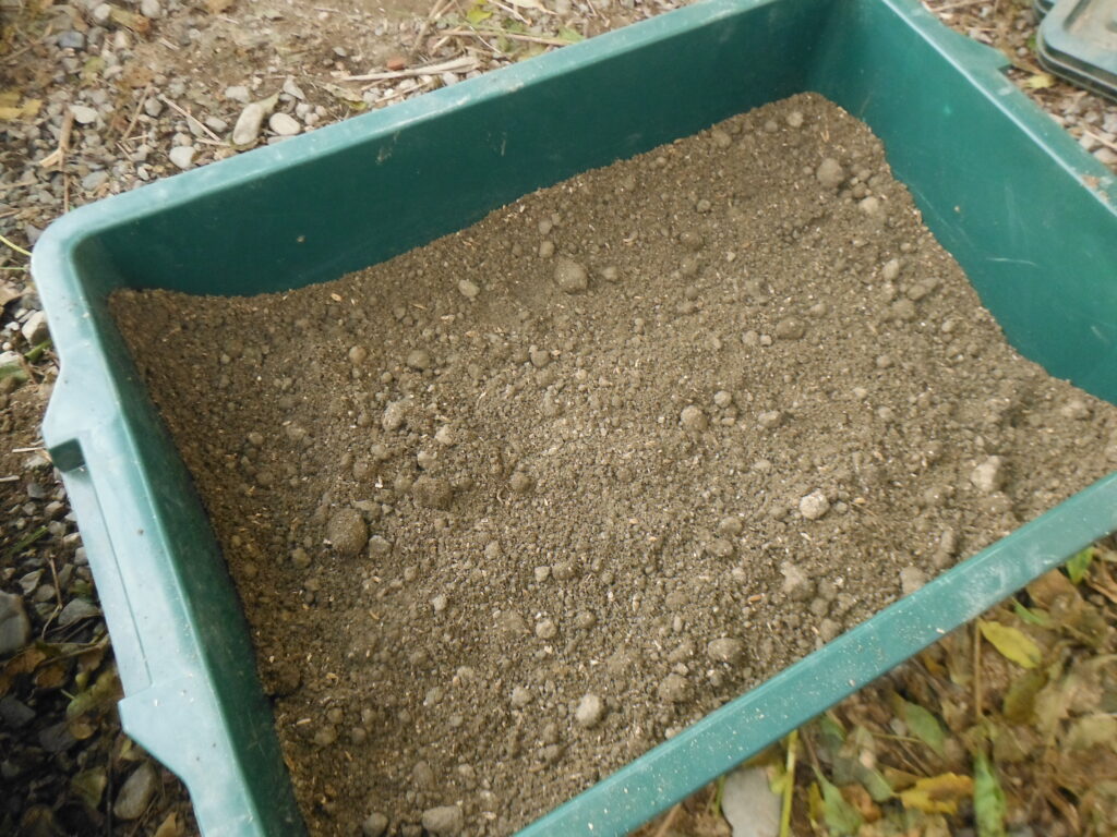 種芋を土で覆い保湿する。
