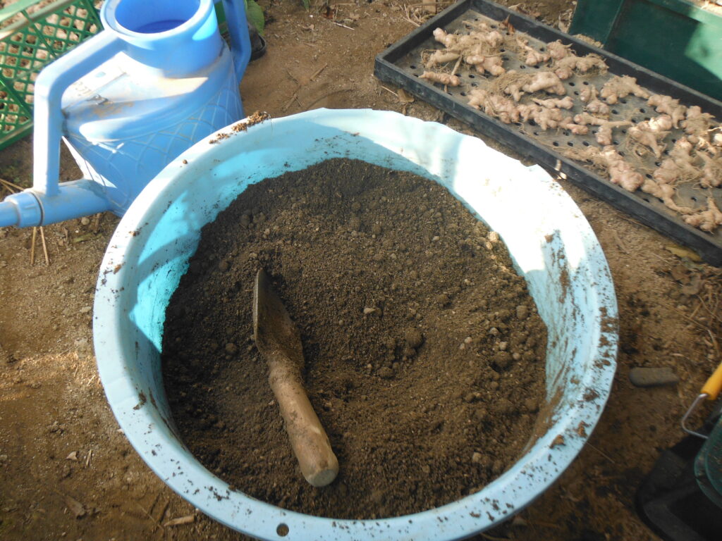 種生姜の保存に使う土を準備する