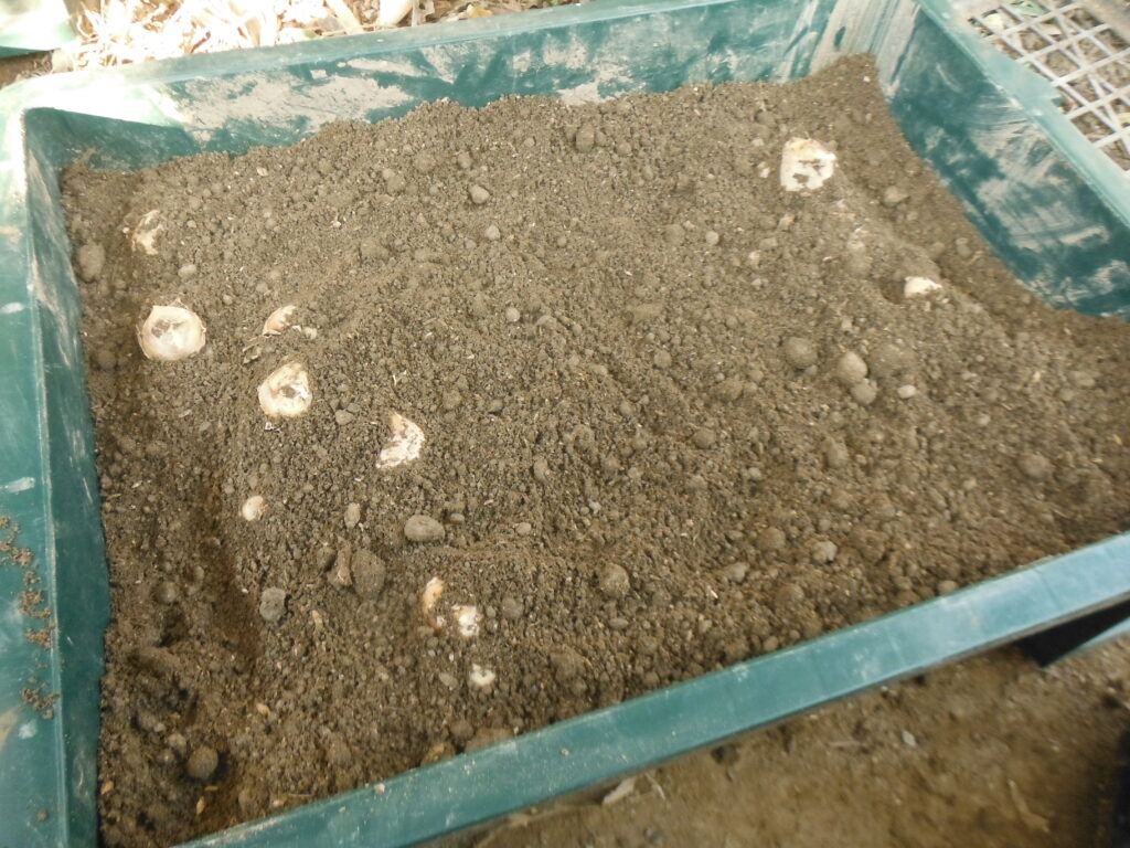 土で覆われた種生姜