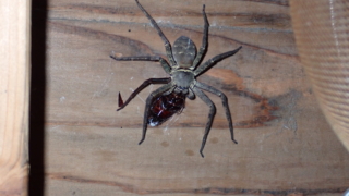 アシダカグモがゴキブリを食べる。
