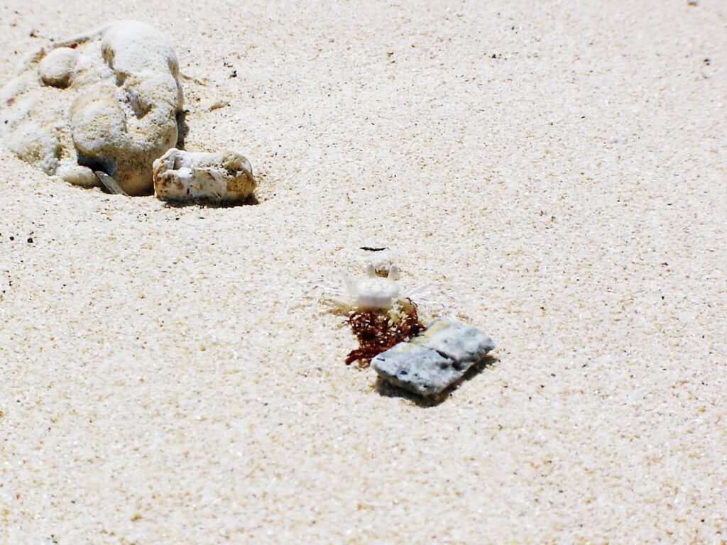 沖縄で見つけた白いカニ