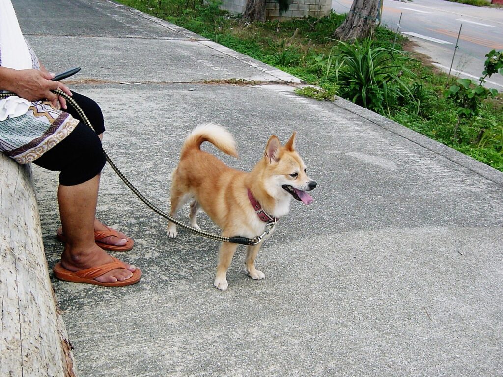 犬の散歩をしているオバちゃんに遭遇。