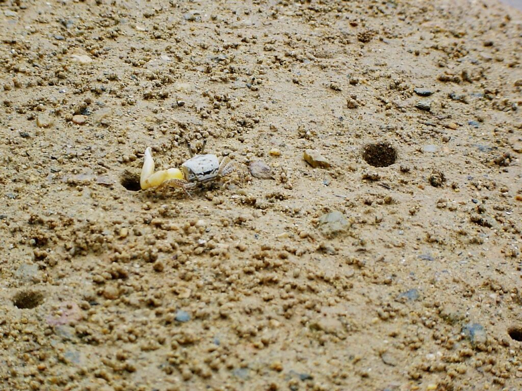 沖縄のマングローブで見つけたカニ。