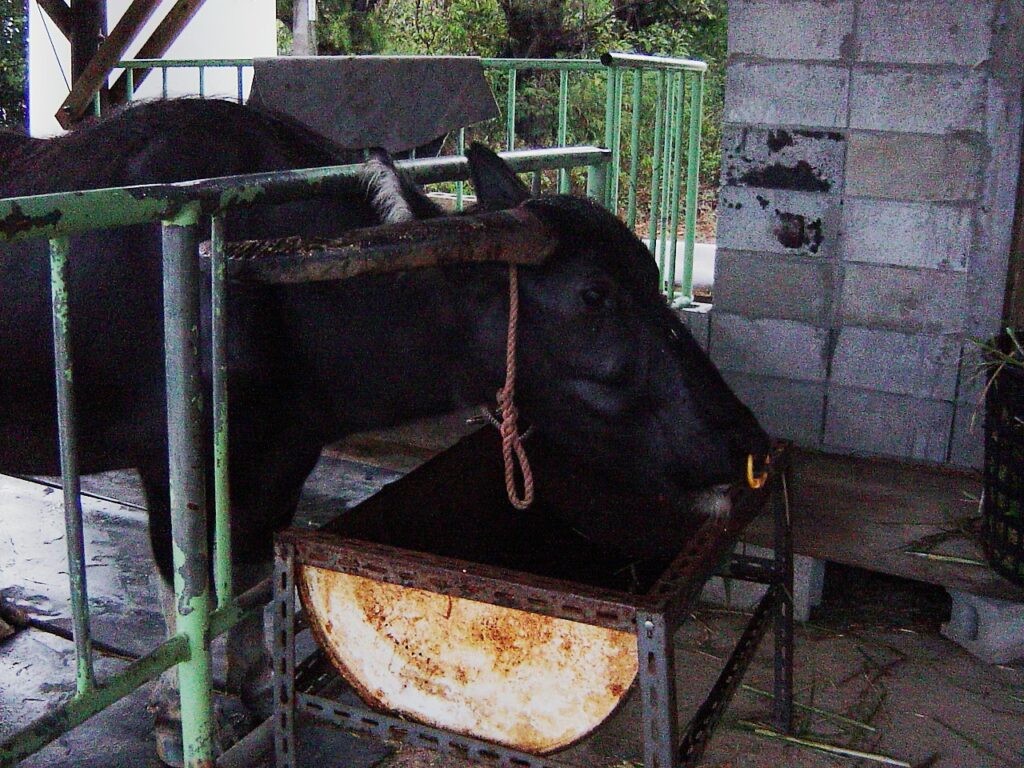 沖縄の水牛。