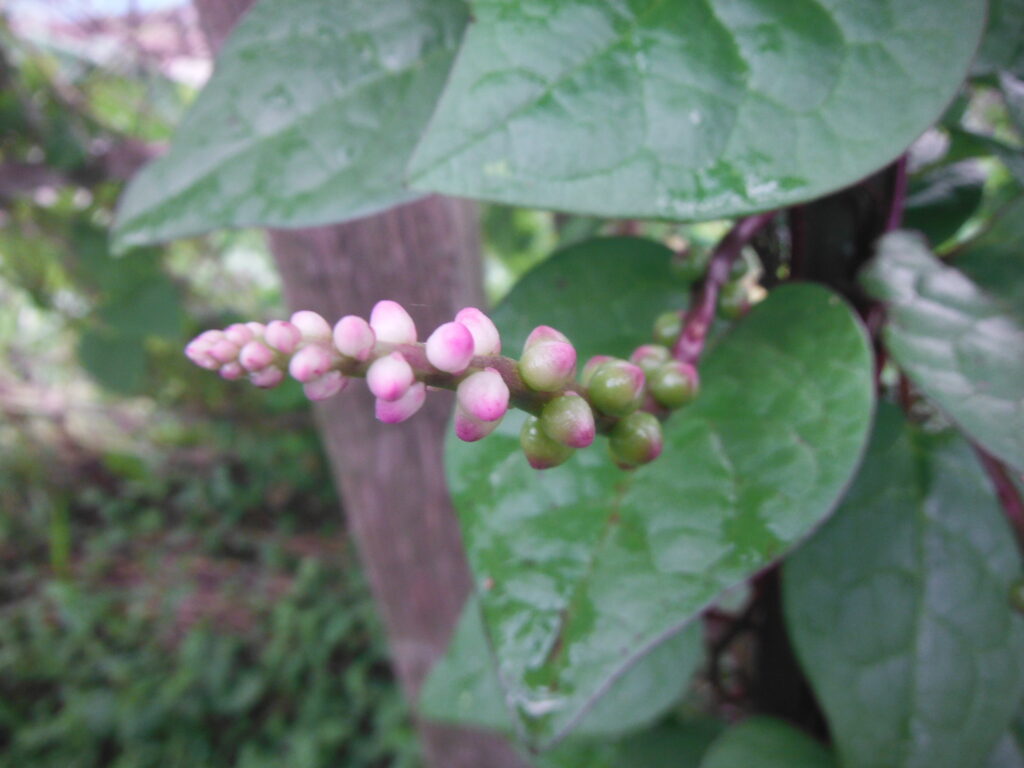ツルムラサキ(紫茎系)の花