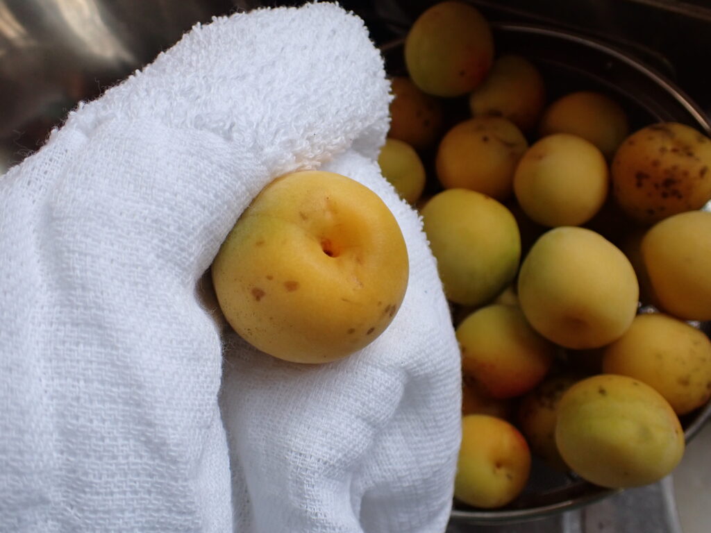 水分をタオルで、ふき取る