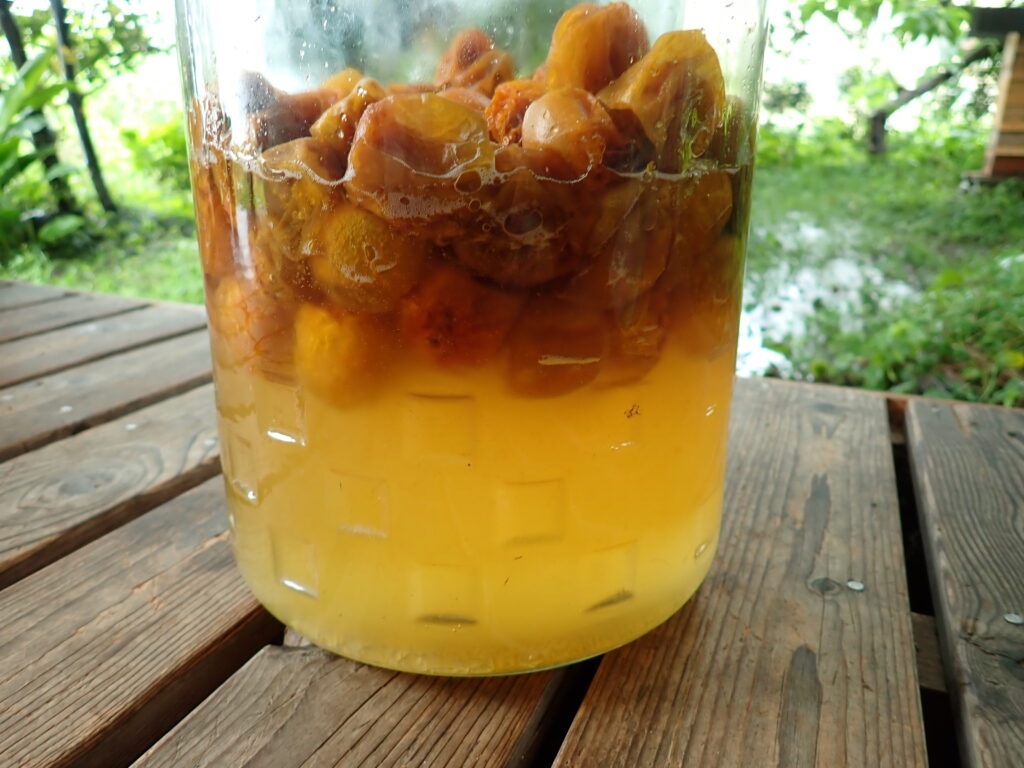 完成した完熟梅シロップ