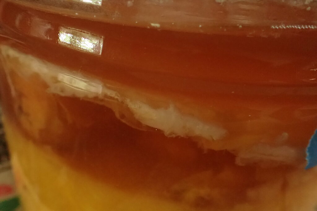 梅のお酢にコンニャク菌が発生する。