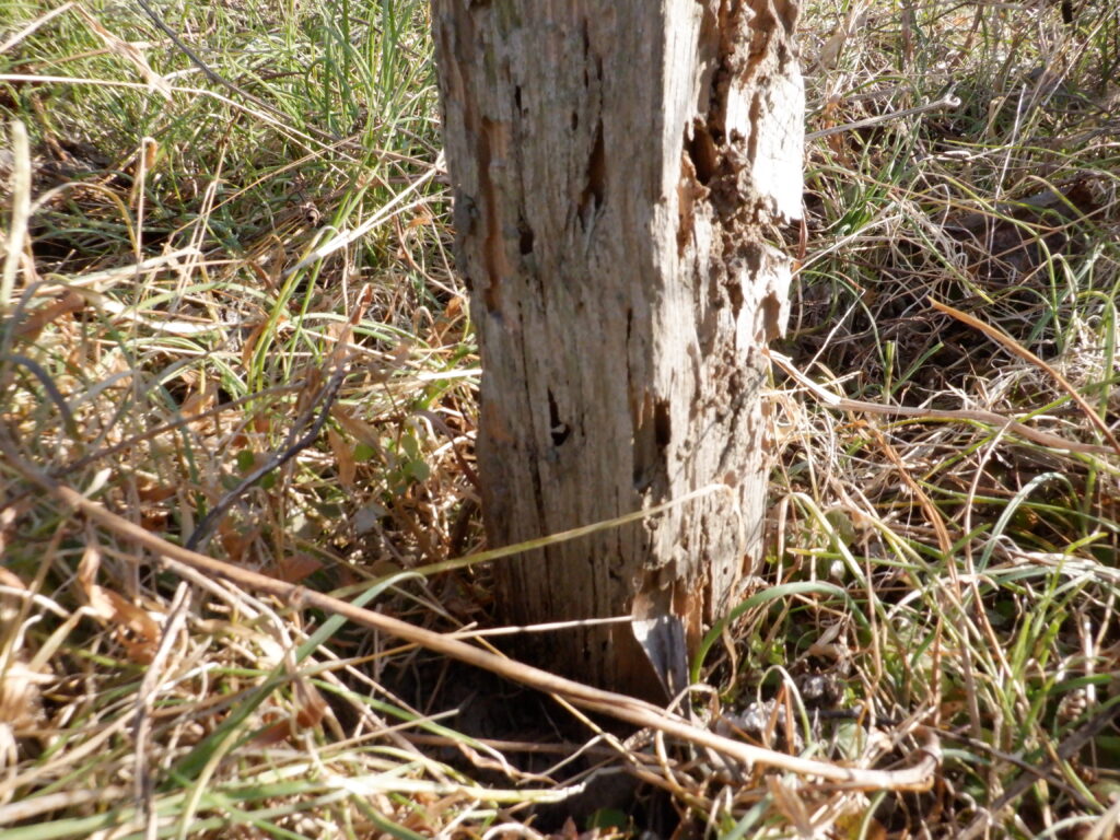 木製だと朽ちる速度が速い。