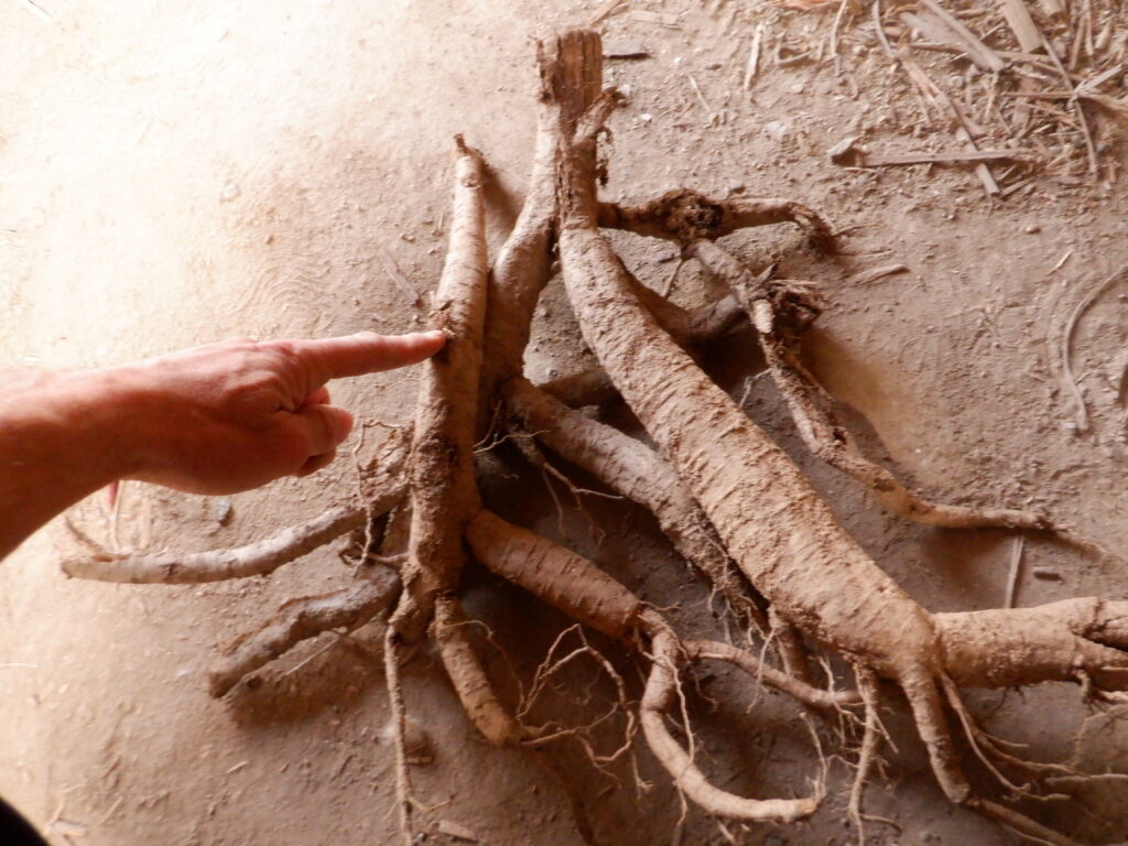 葛の根っこを収穫。