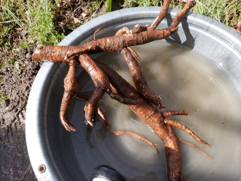 葛の根っこを水で洗う。