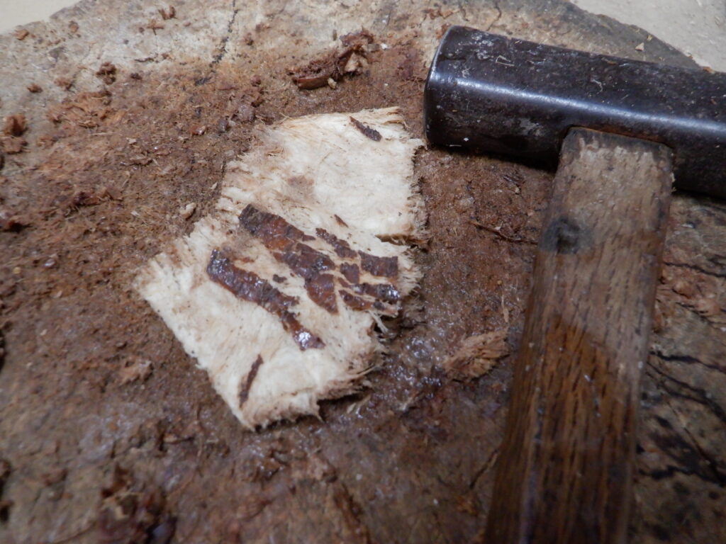 ぶつ切りにした葛の根を金づちで叩いて潰す。