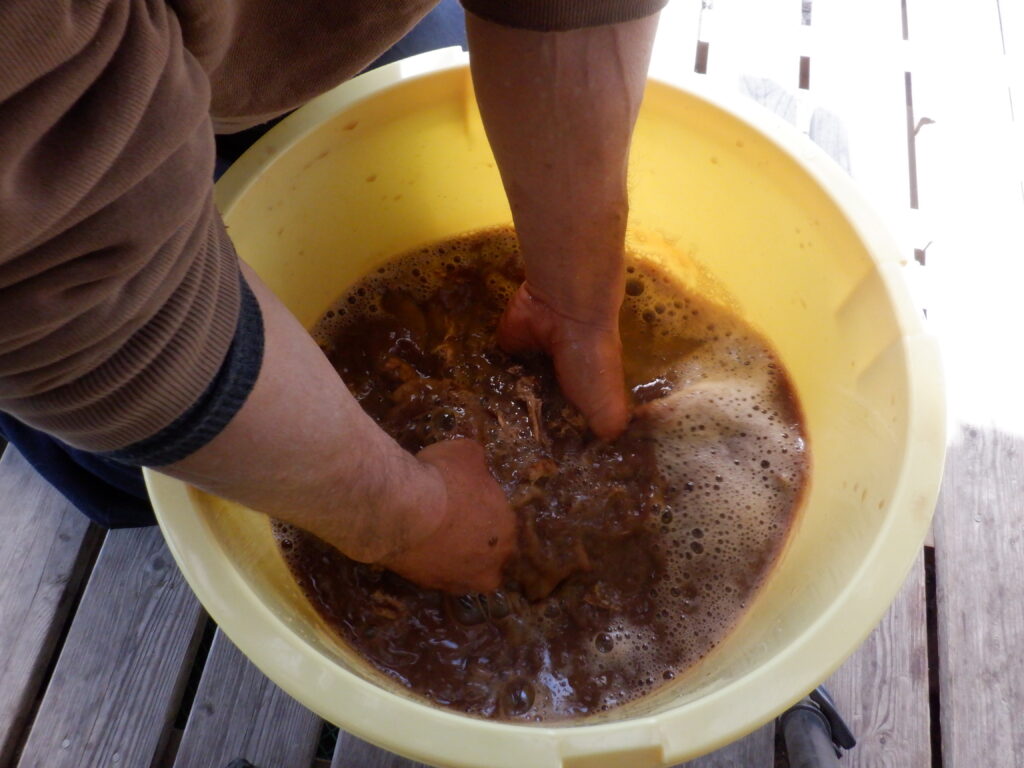 樽の中に水を入れ、葛の根をよく揉み解す。