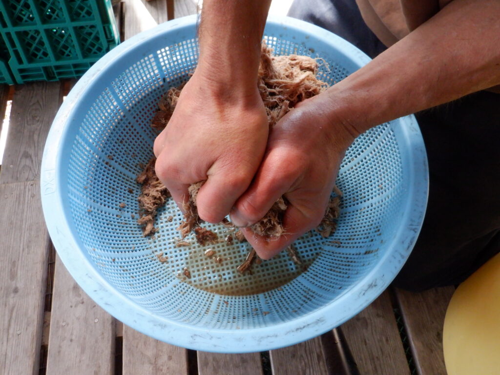 ザルの上で、葛の根を何度も絞る。