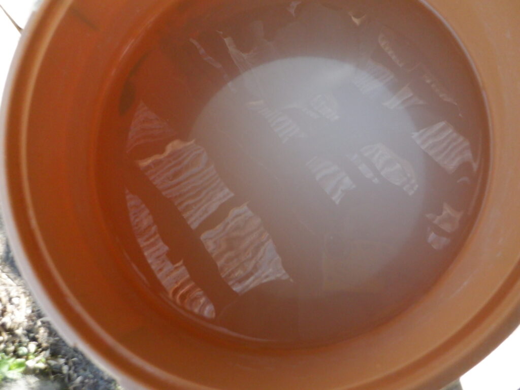 毎日の沈殿と水替えを繰り返し、精製していく。