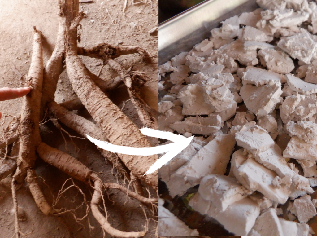 葛の根っこから、くず粉を精製する。